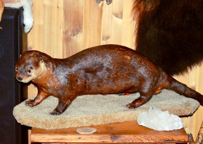 Red Hawk Ranch stuffed beaver